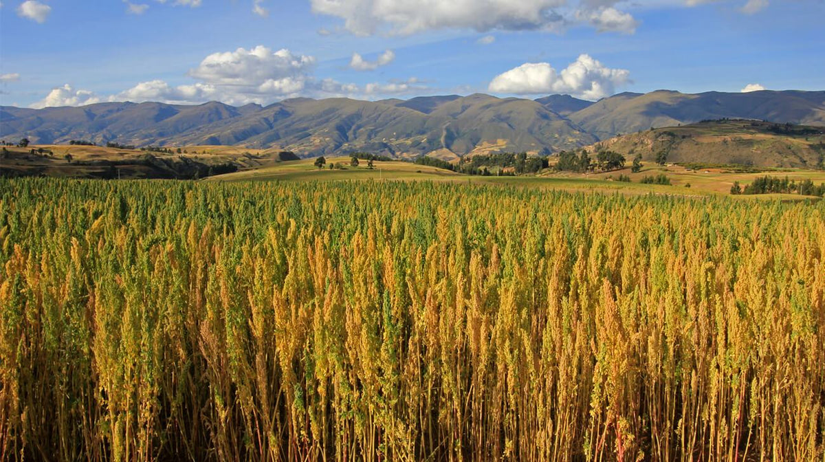 Quinoa Nutrition Facts, Benefits and Simple Recipes