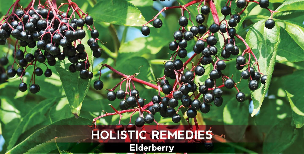 Elderberry: The Flu Blocker