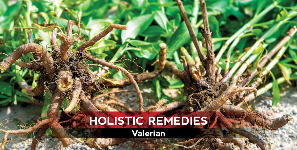 Valerian: The Bedtime Tranquilizer