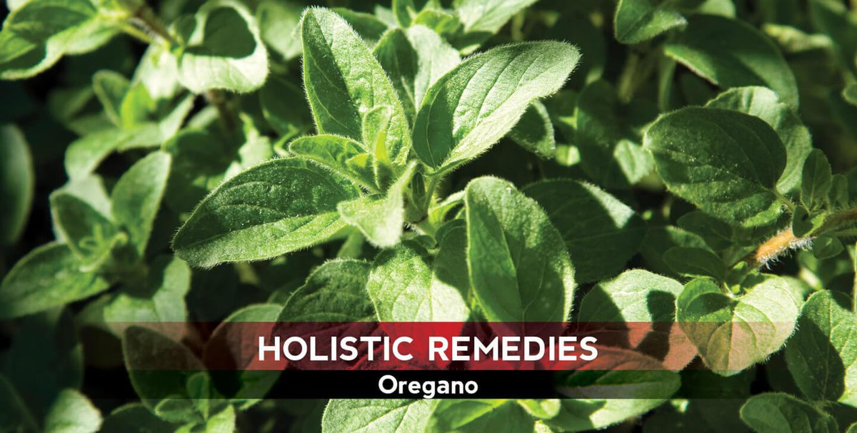 Oregano: The Pathogen-Fighting Spice