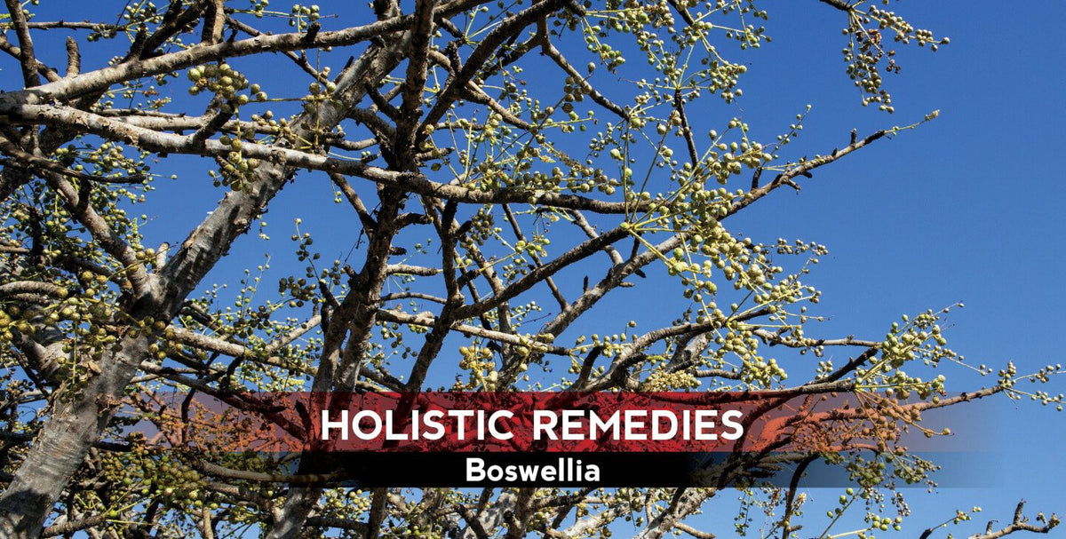 Boswellia: The Exotic Anti-inflammatory