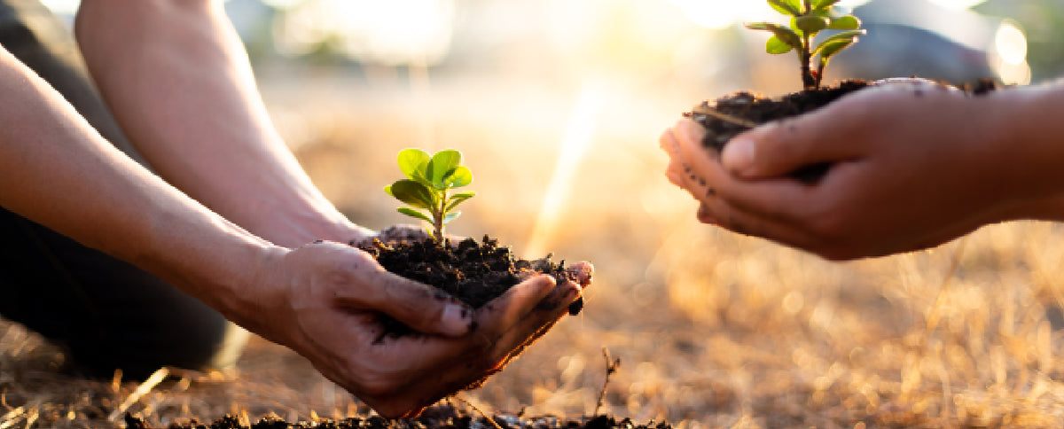 5 Selfish Reasons to Plant a Tree Today