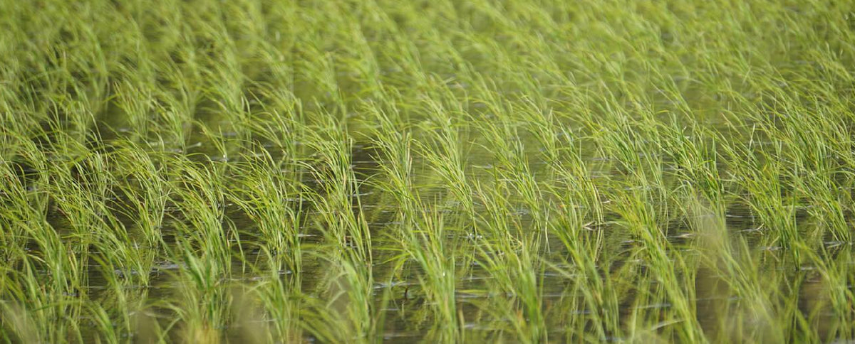 Food of the Week: Brown Rice