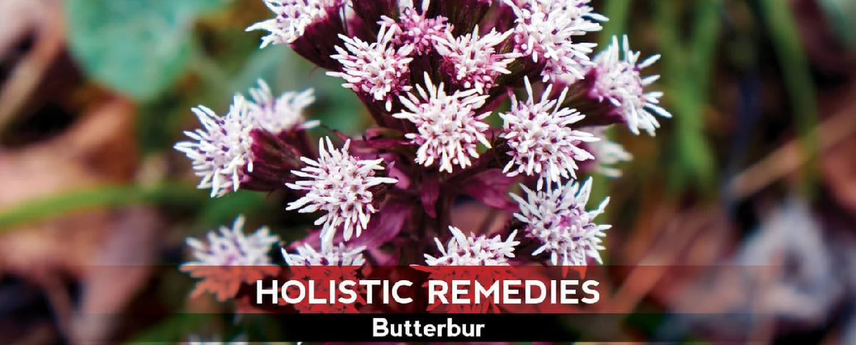 Butterbur: The Migraine Mitigator
