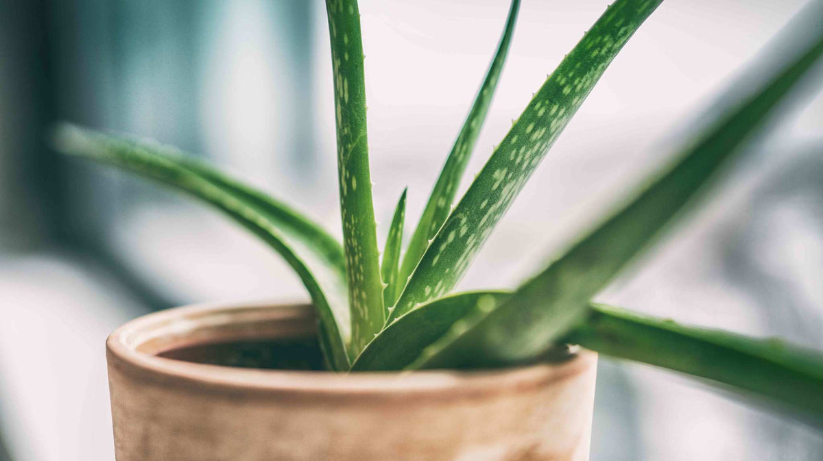 5 Benefits of Drinking Aloe Vera Juice for Athletes | Spartan