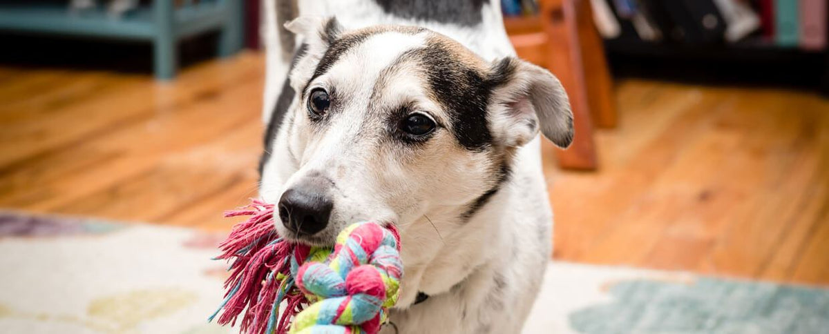 3 Ways Every Spartan Should Help Their Pet Exercise