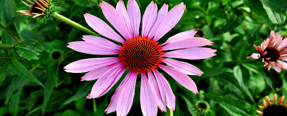 Echinacea: The Flu Fighter