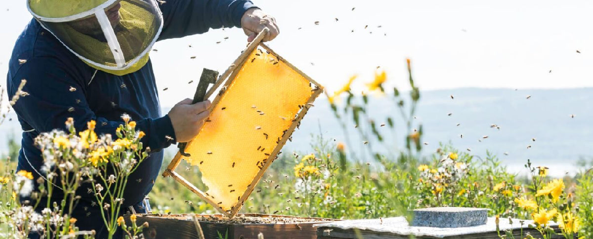 Food of the Week: Honey