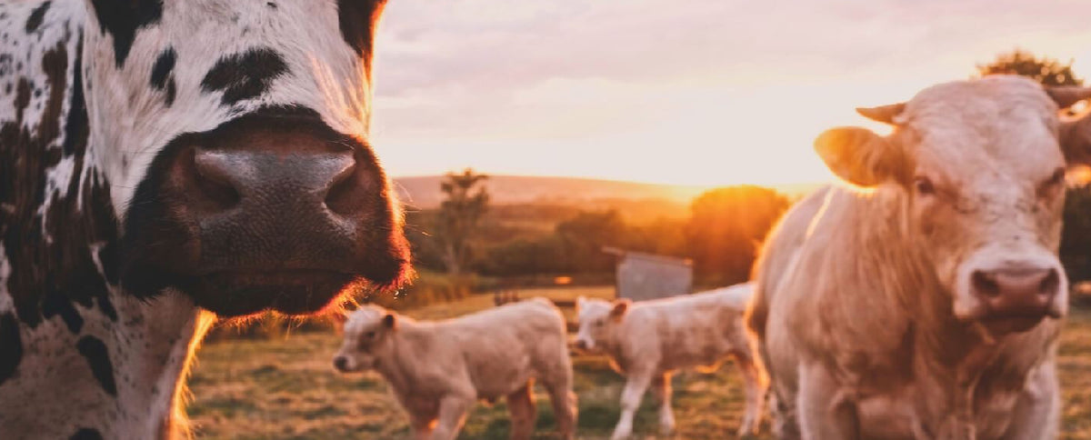 Food of the Week: Milk