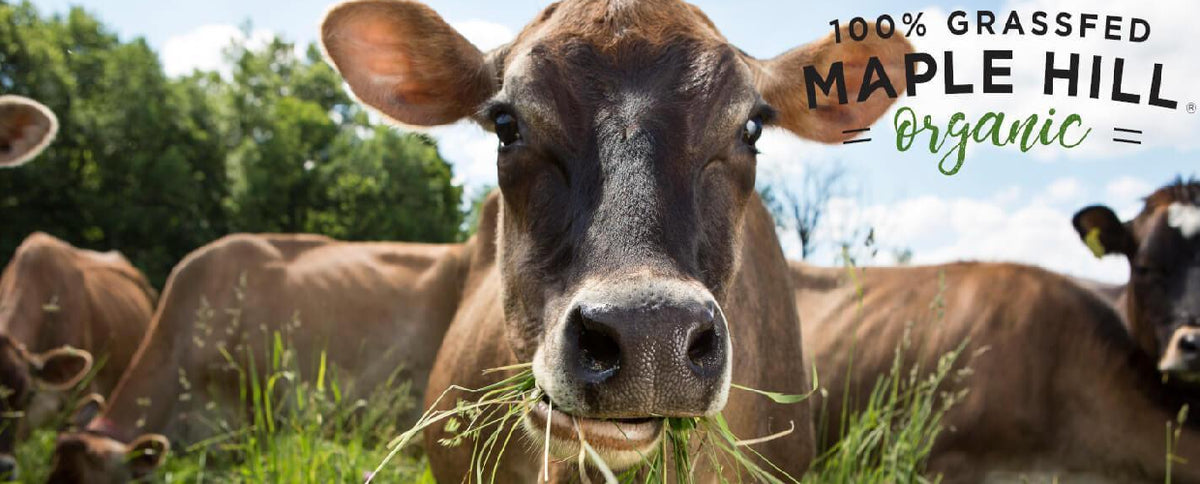 Easy-to-Make Milk Recipes for Recovery