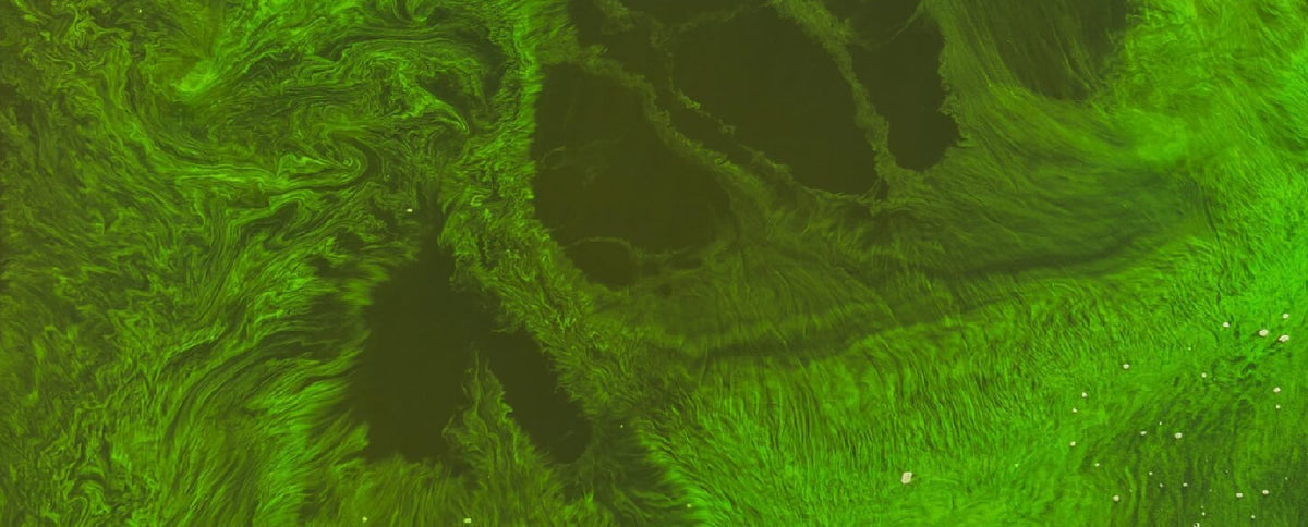 Spirulina: The Brain-Protecting Algae