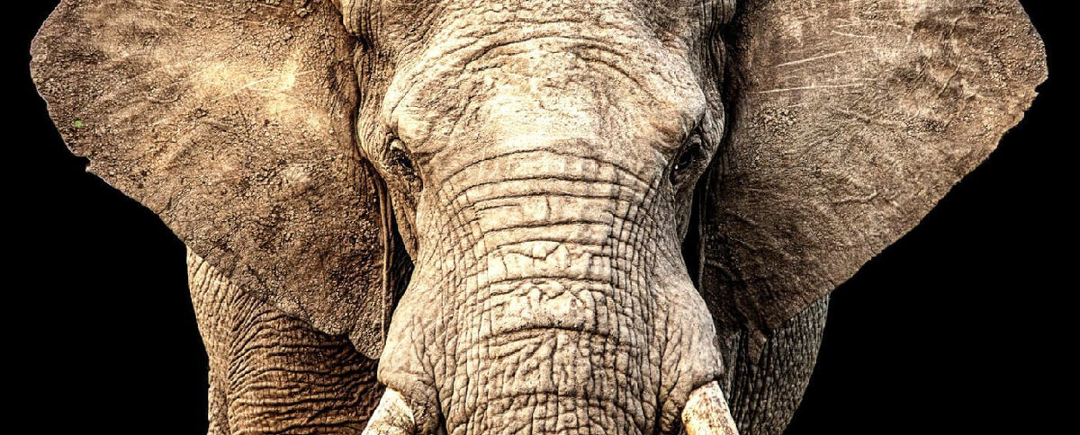 The Best Way to "Eat an Elephant"