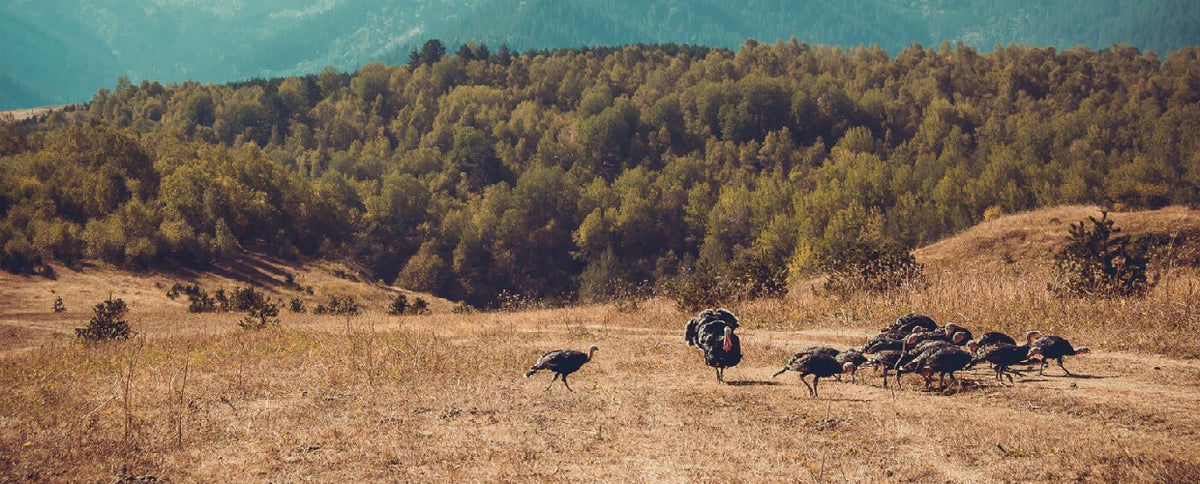 The Nutrition Benefits of Eating Turkey