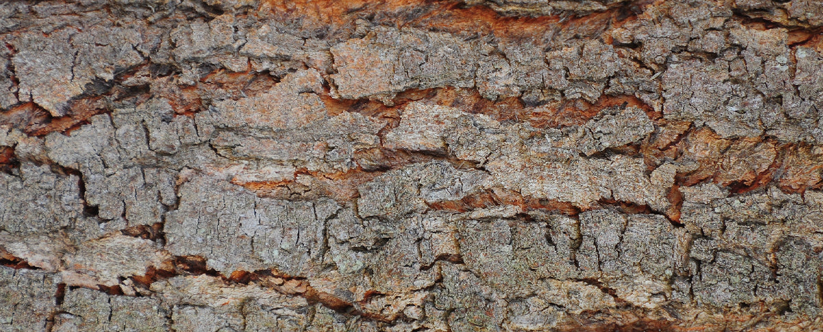 Willow Bark: Nature’s Painkiller