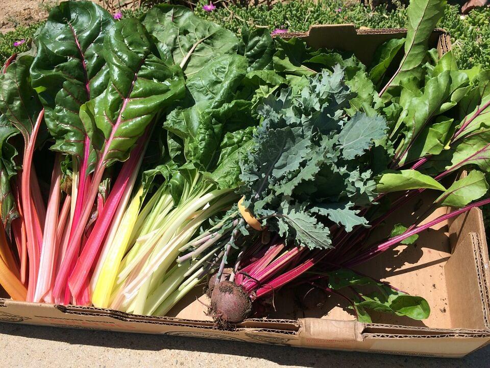 Swiss Chard Food Nutrition