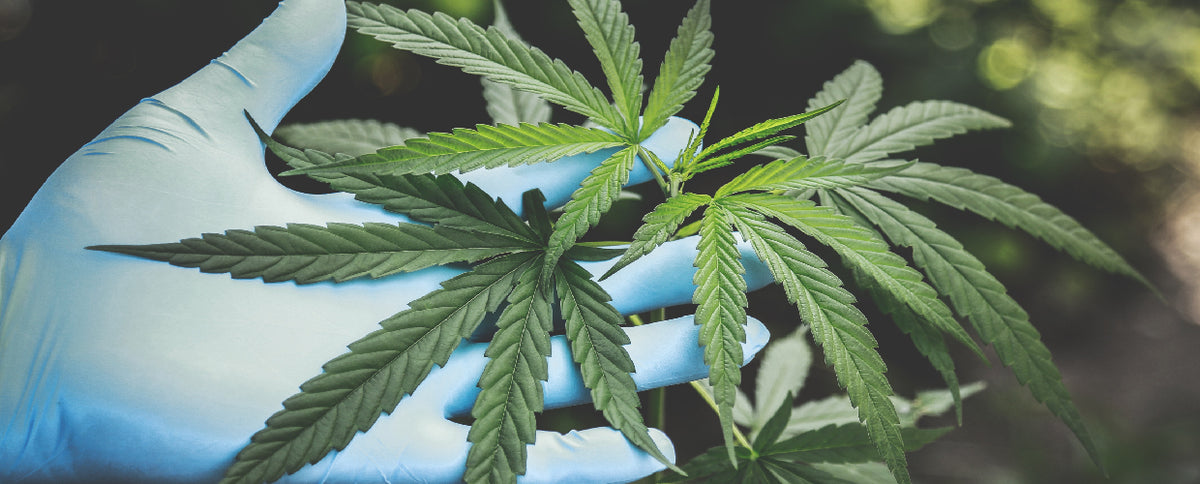 Cannabidiol (CBD): The Controversial Pain Reliever and Seizure Defender